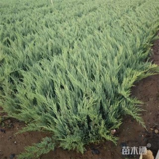 高度52厘米沙地柏