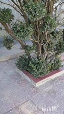 高度5.5厘米金心黄杨