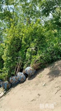 高度570厘米丛生蜡梅