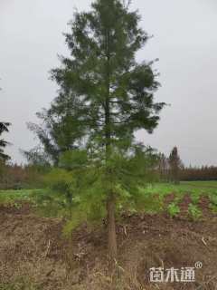 16公分池杉