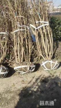 高度250厘米丛生紫薇