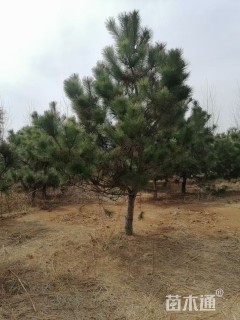 高度400厘米黑松