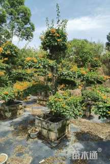 高度3000厘米三角梅