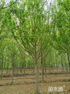 22公分美国红枫-红冠