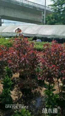 高度80厘米肖黄栌