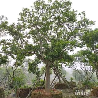 12公分红果冬青