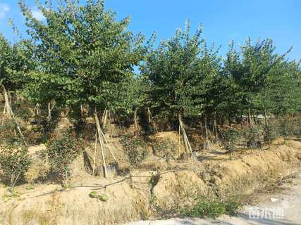 高度400厘米紫荆