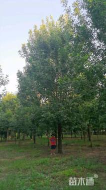 18公分秋紫白蜡