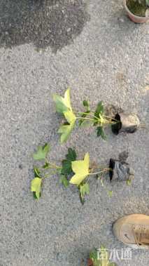 高度20厘米熊掌木小苗