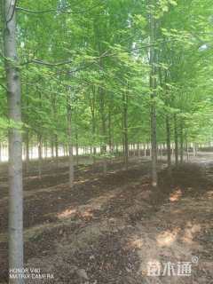 14公分美国红枫