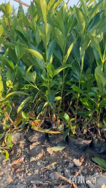 高度40厘米法国冬青