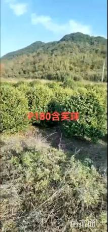 冠幅180厘米含笑球