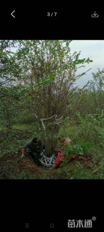 高度350厘米丛生紫薇