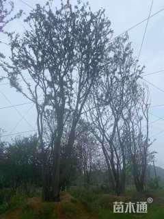 10公分丛生朴树
