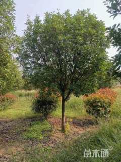 15公分红叶石楠