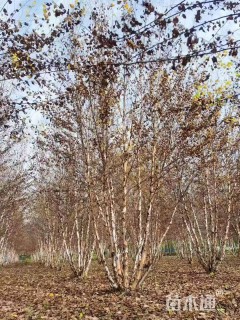 高度600厘米丛生河桦