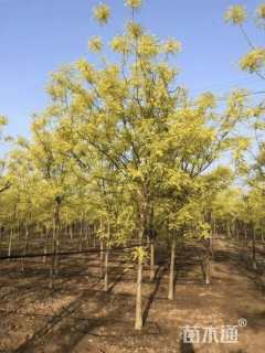 10公分黄金槐