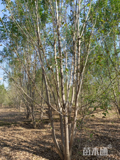高度800厘米丛生白蜡