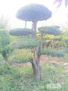 80公分对节白蜡