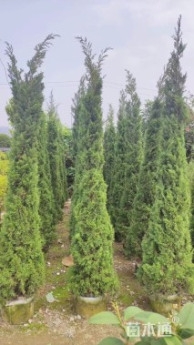 高度80厘米塔柏