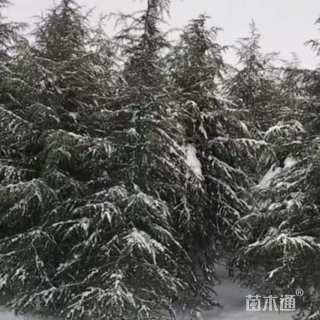 高度400厘米雪松