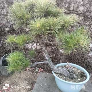 高度30厘米黑松