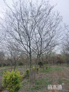 35公分(4杆)丛生朴树