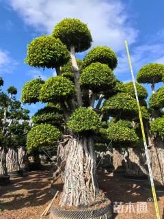 60公分造型小叶榕
