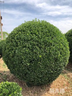 冠幅140厘米大叶黄杨球