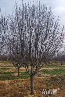 16公分绚丽海棠