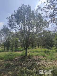 20公分绚丽海棠