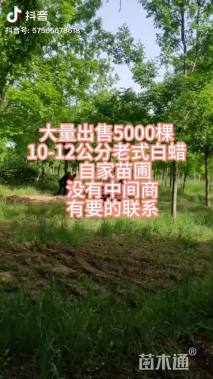 20公分老式白蜡