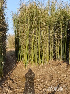 地栽苗刚竹
