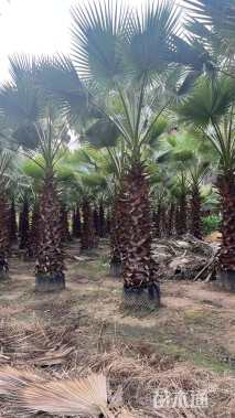 裸干高200厘米华棕