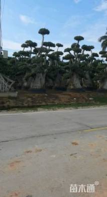 高度500厘米金钱榕