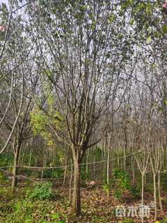 15公分木瓜海棠