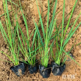 高度25厘米矮蒲苇