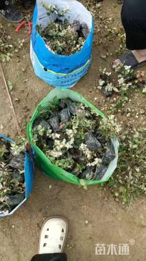 15厘米花叶络石