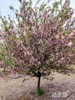 10公分垂丝海棠