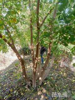 40公分丛生乌桕