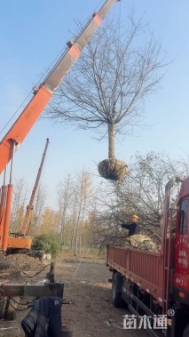 15公分高杆樱花