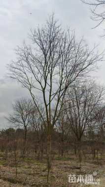 25公分朴树