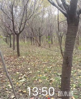 15公分日本晚樱