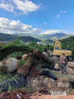 裸干高1厘米加拿利海枣