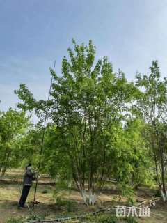 高度600厘米丛生五角枫