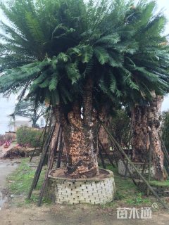 裸干高280厘米铁树