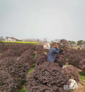 冠幅100厘米海桐球