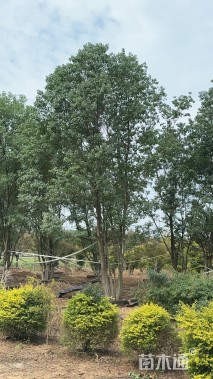 10公分丛生乌桕