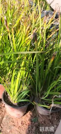 高度20厘米金叶菖蒲