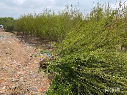 高度300厘米石榴